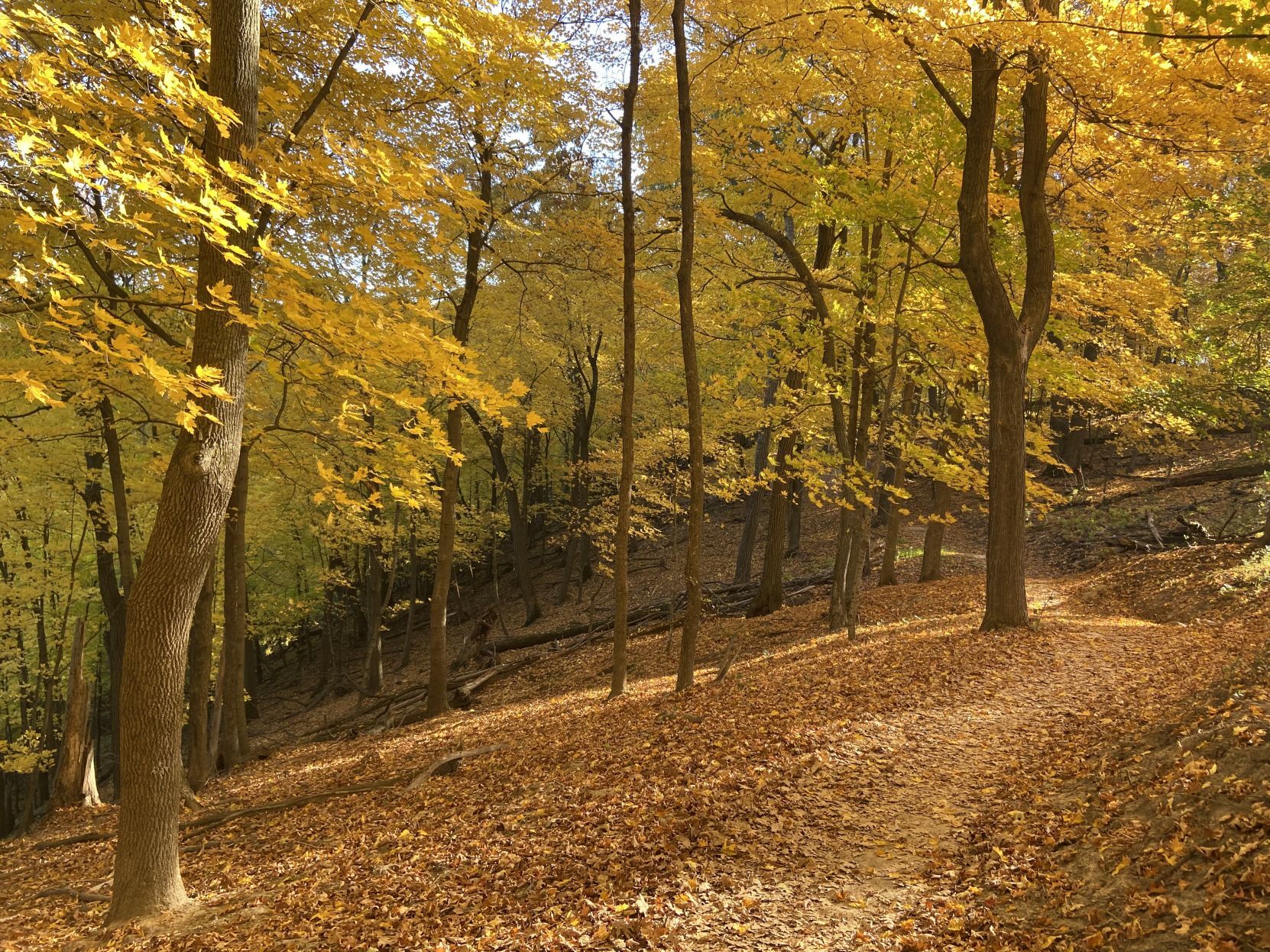Grandad's fall colors